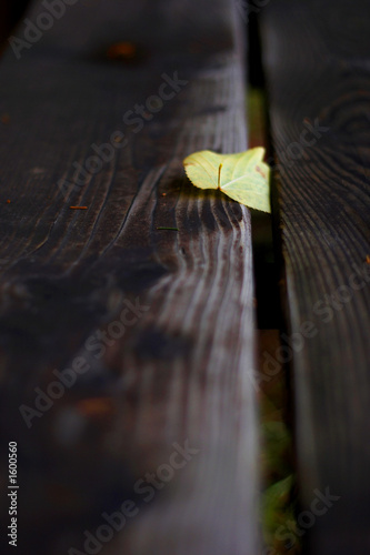 foglia d'autunno