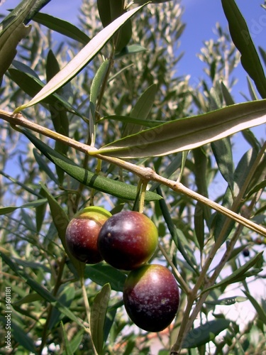 olives of the south
