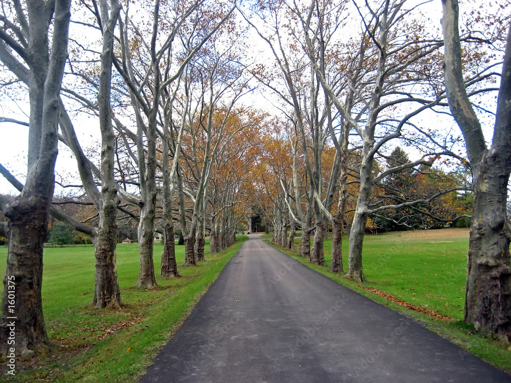 grand tree lined driveway