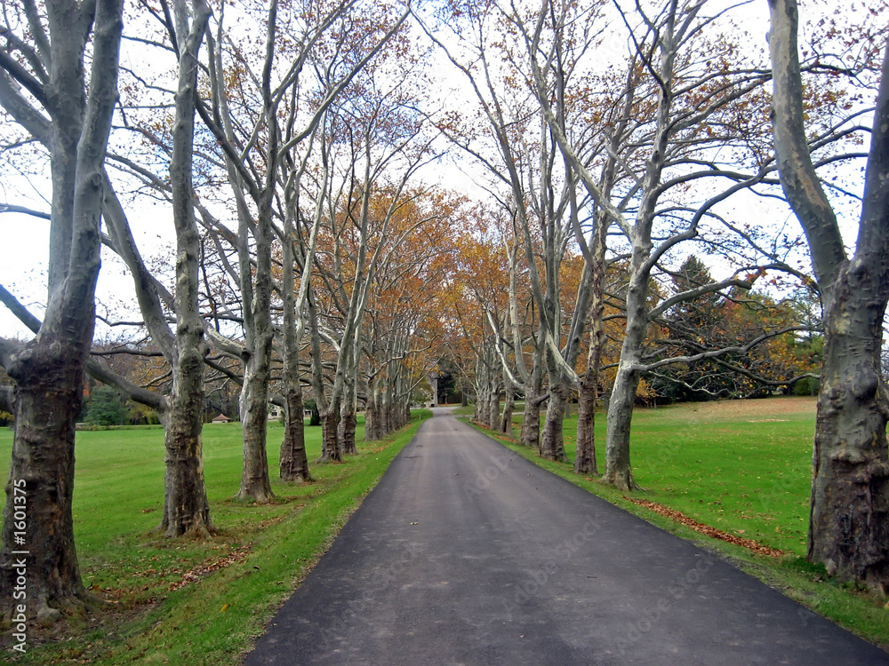 grand tree lined driveway grand tree lined driveway