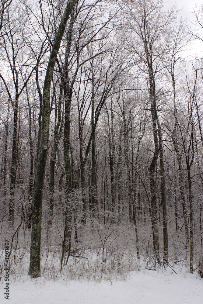 Fototapeta premium ice storm