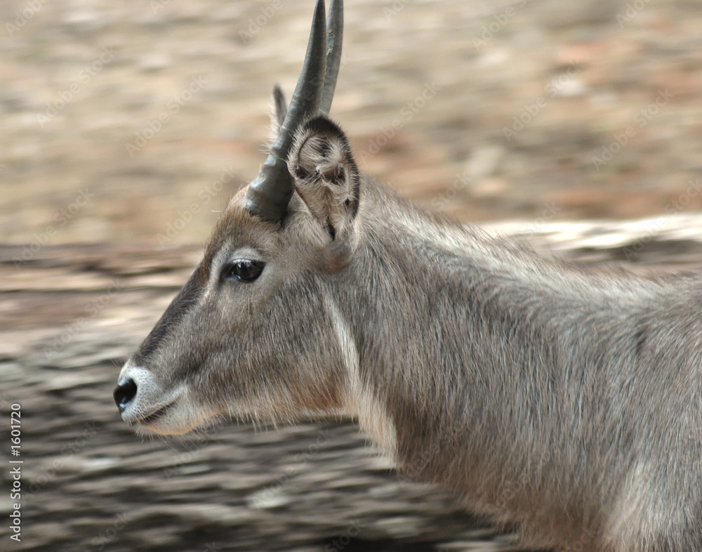 Fototapeta premium elk head