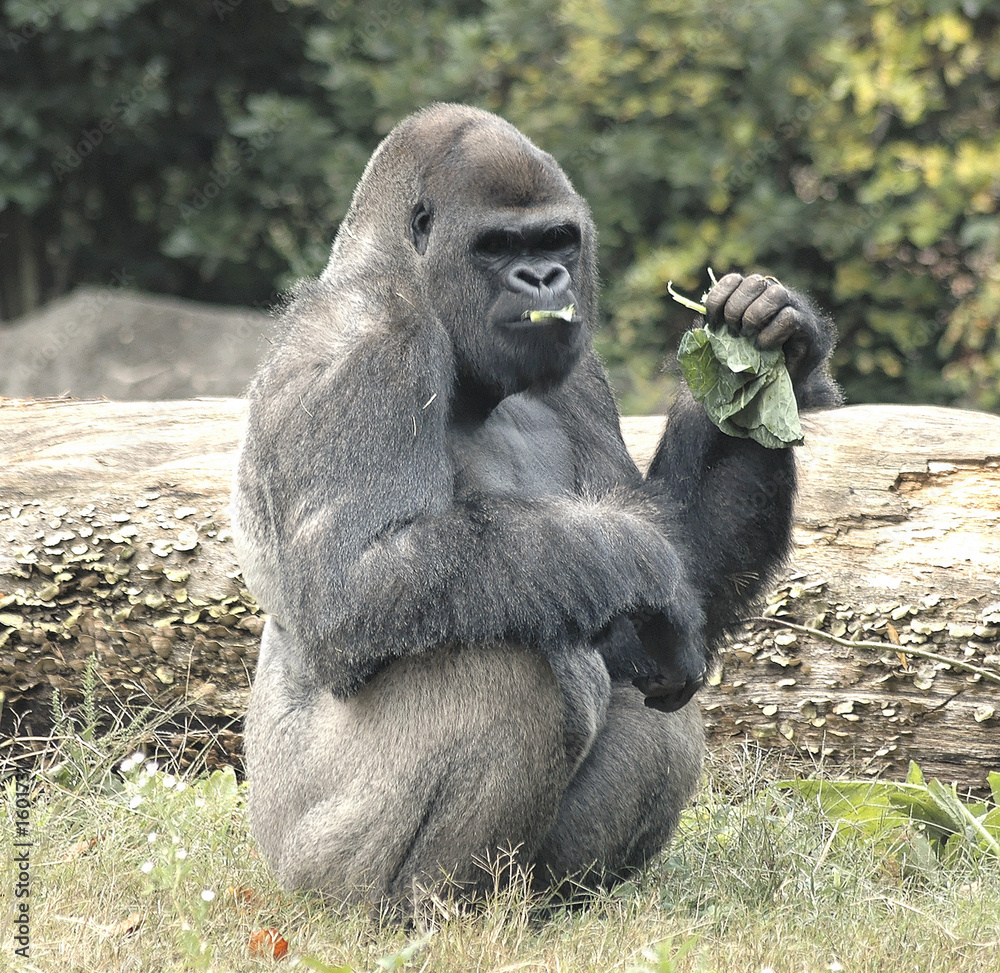 gorilla12