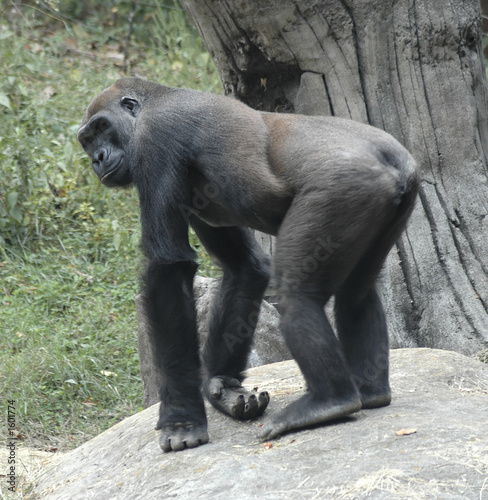 Fototapeta gorilla2