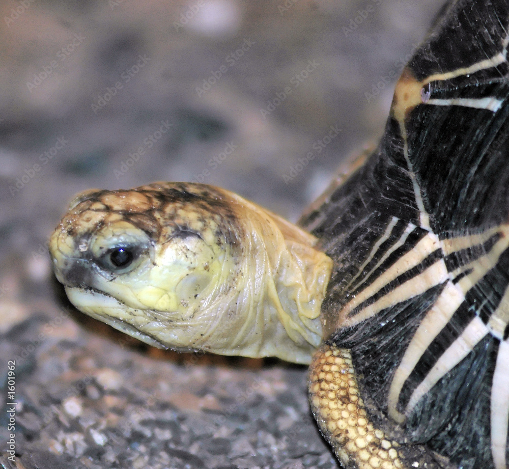 Obraz premium turtle2