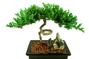 Acrylglasbilder Bonsai Bonsai-Baum in stiller Atmosphäre  © GOL