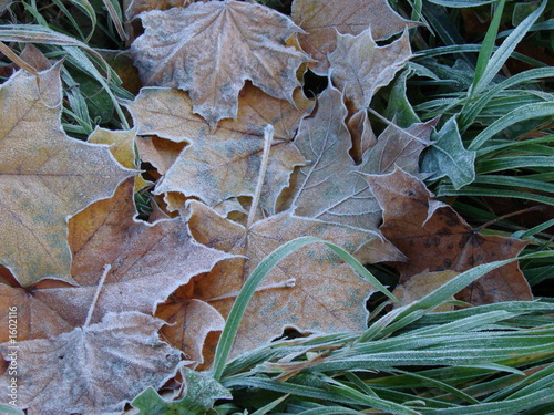 hoarfrost 03