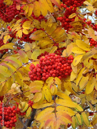 rowan clusters 03