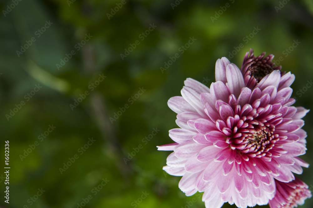 flower flower