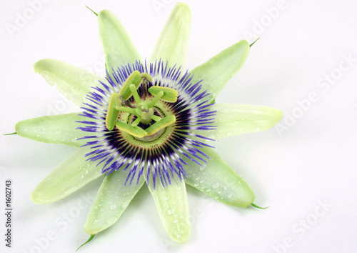 passion flower photo