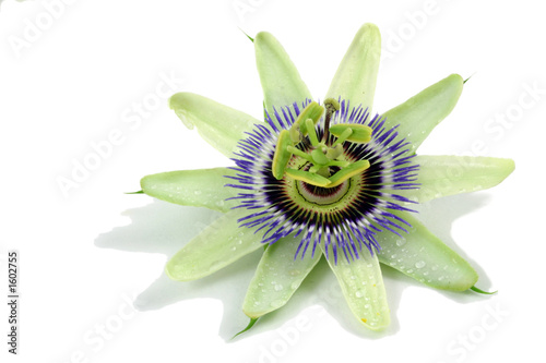 passion flower
