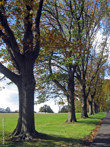 line of trees