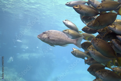 packleader photo