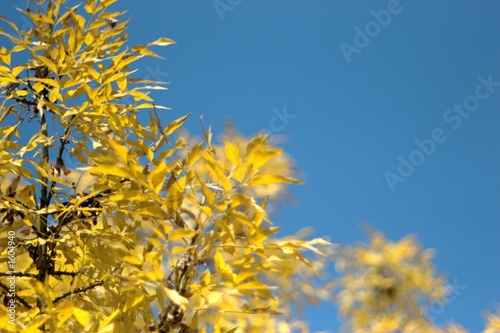 autumn tree in the park