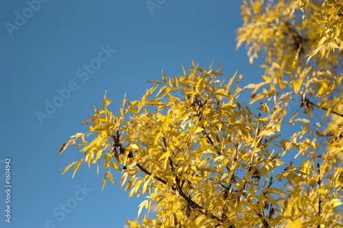 autumn tree in the park