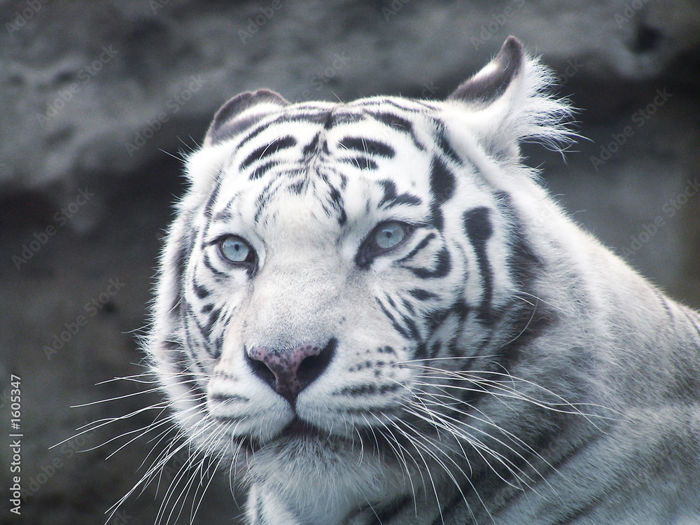 Naklejka premium white tiger predator
