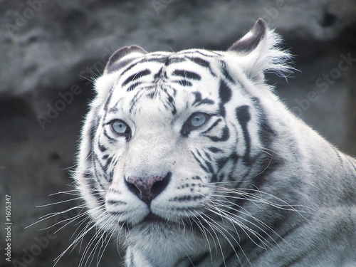 white tiger   predator