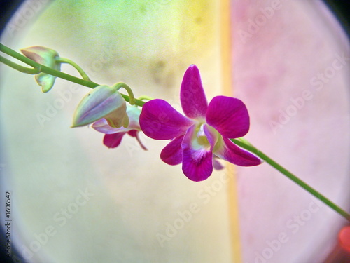 orchid © M3Dia Solution