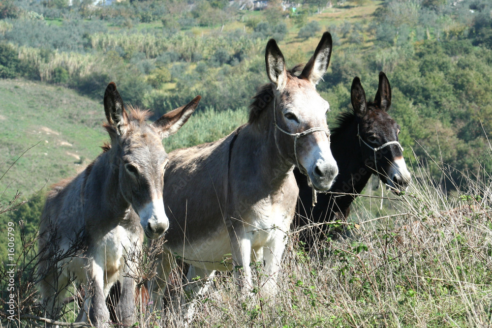 tre asini tre asini