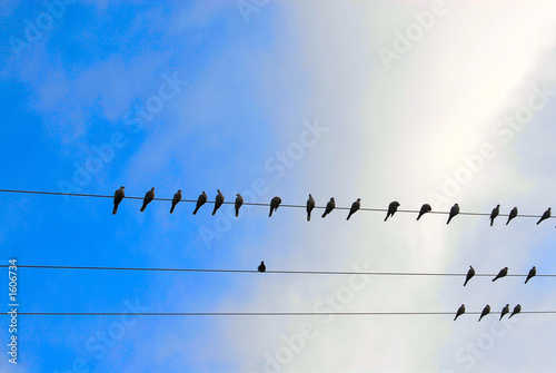 oiseaux sur un fil