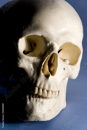 Canvas Print human skull