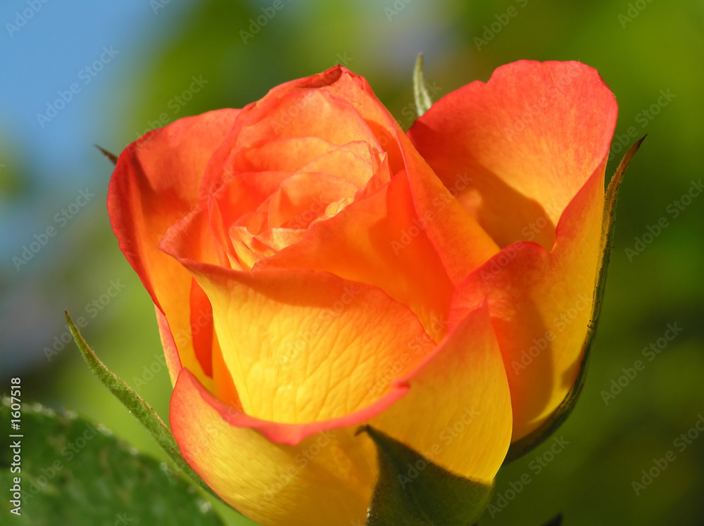 yellow and orange rose
