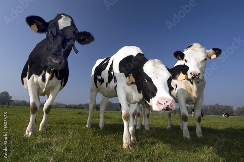 flemish cow in the field © jeffrey van daele
