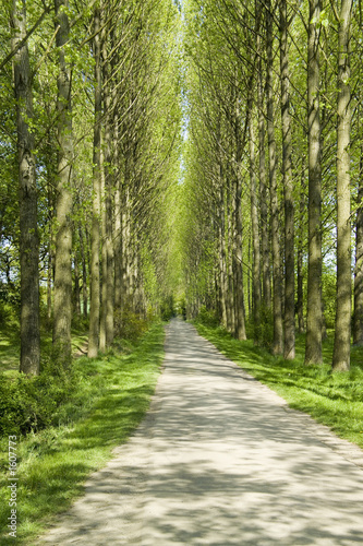 avenue of poplar trees © david hughes