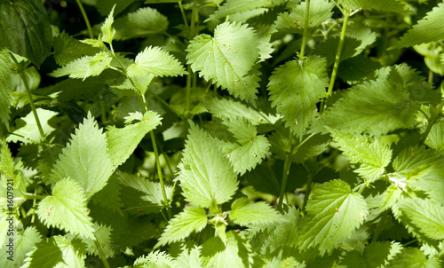 stinging nettles