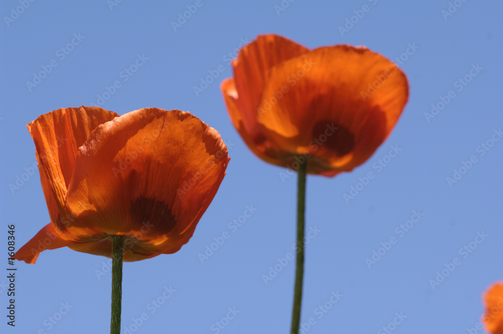 Obraz premium orange poppies
