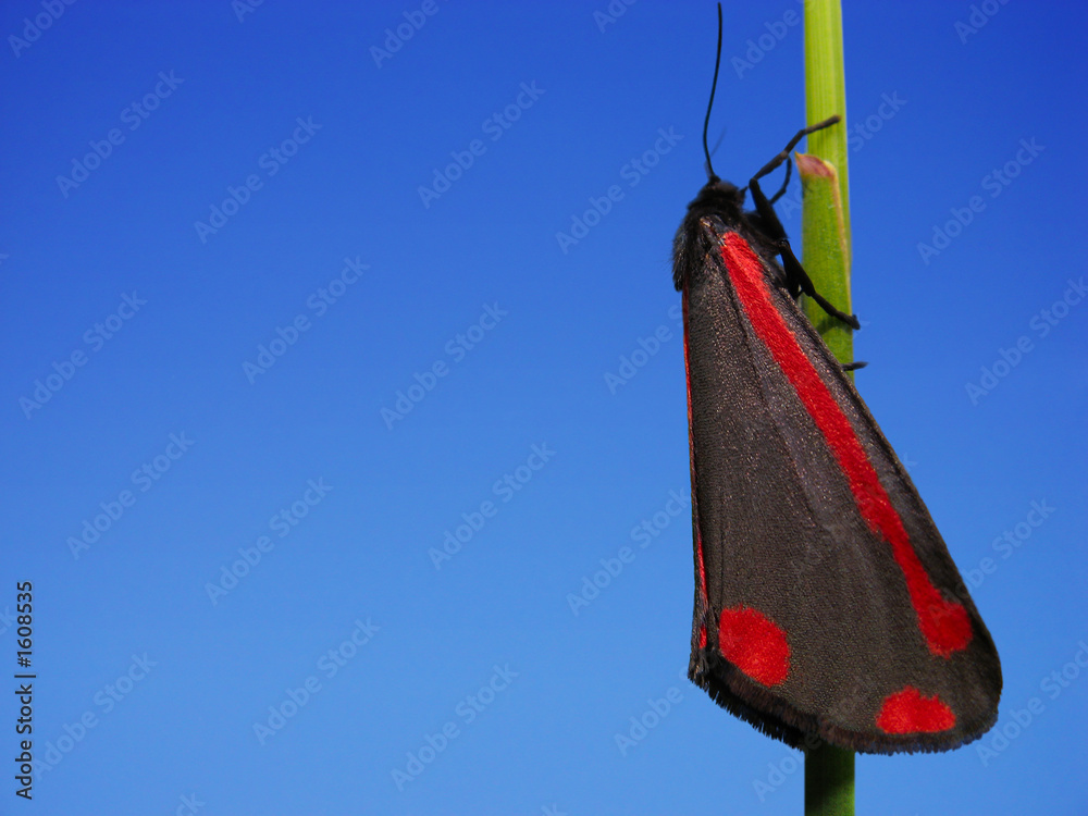 cinnabar moth