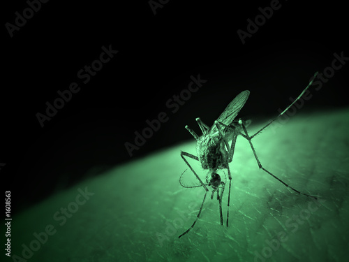 mosquito photo