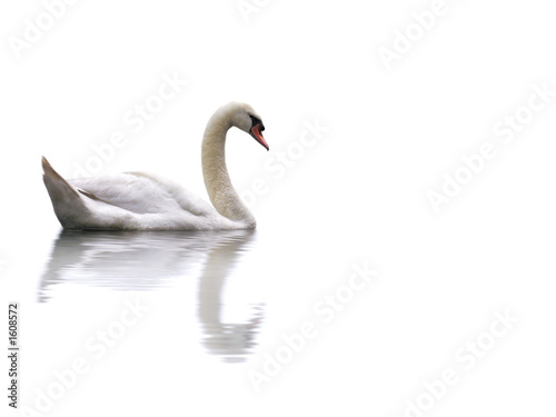 swan