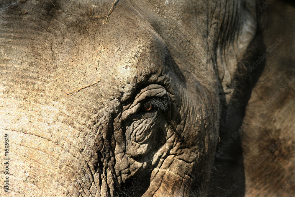 Obraz premium eléphant thailande