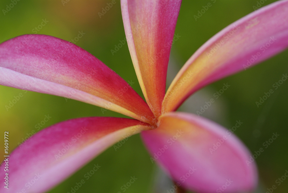 young leaf of plumeria young leaf of plumeria