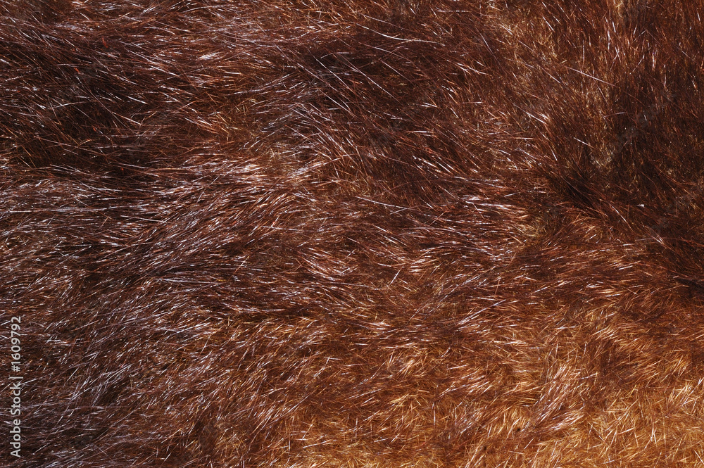 Fototapeta premium australian possum fur