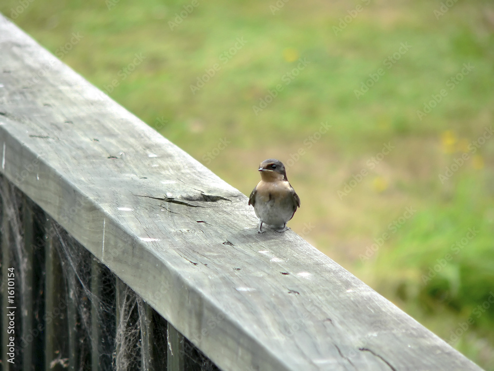 the swallow the swallow
