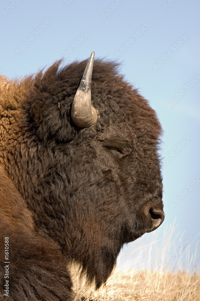 Fototapeta premium bison sleeping
