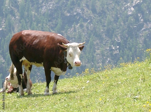 cow photo