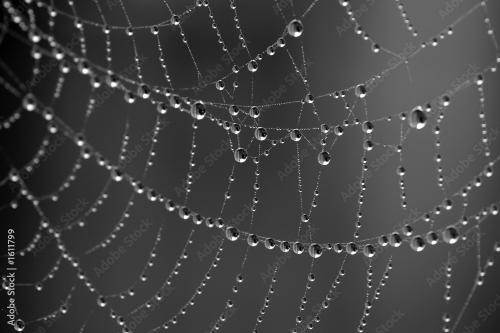 dew drops on spider web