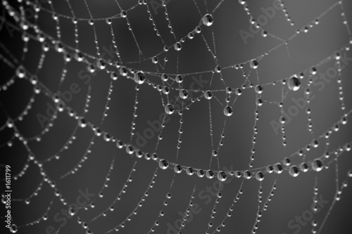 dew drops on spider web