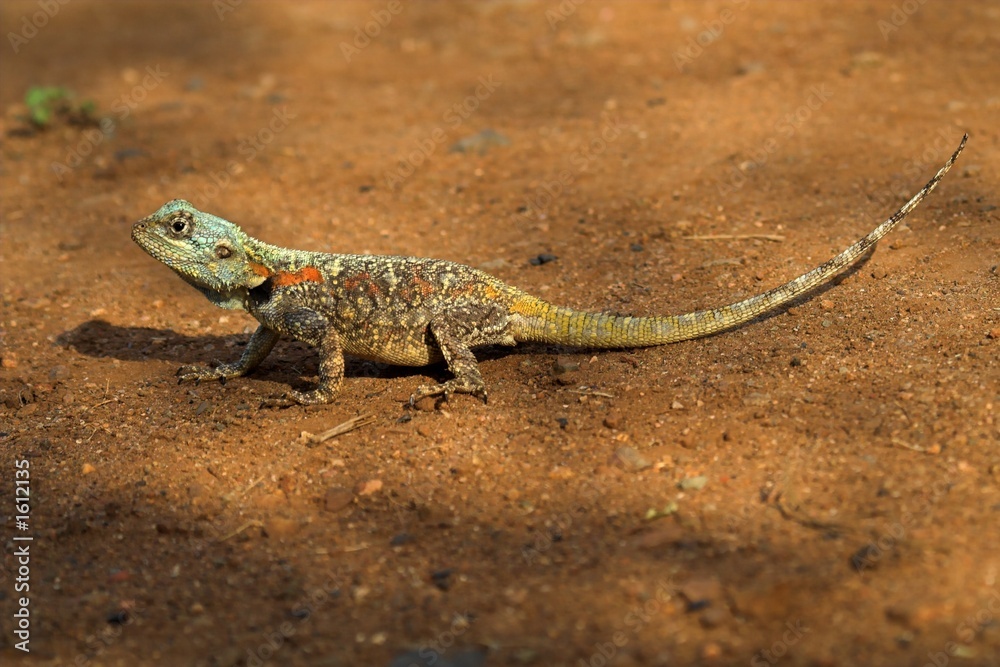 colorful lizard colorful lizard