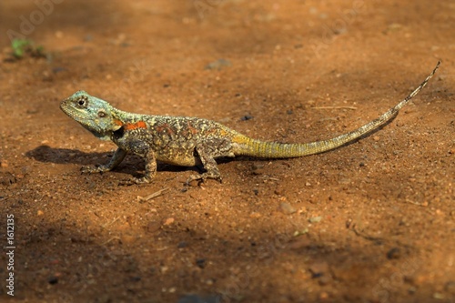 colorful lizard