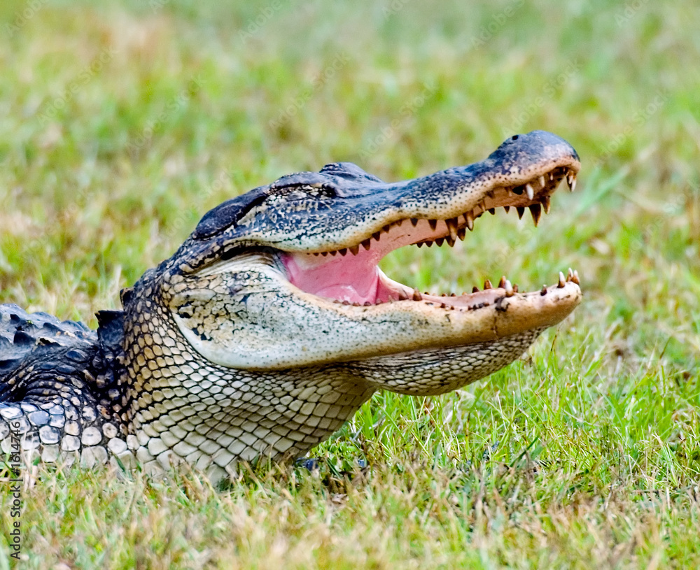Fototapeta premium american alligator in texas