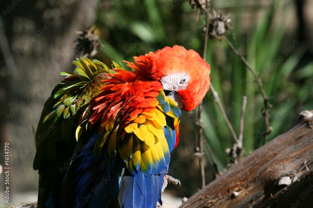 Fototapeta premium two parrots sleeping