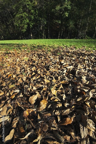 foglie del bosco