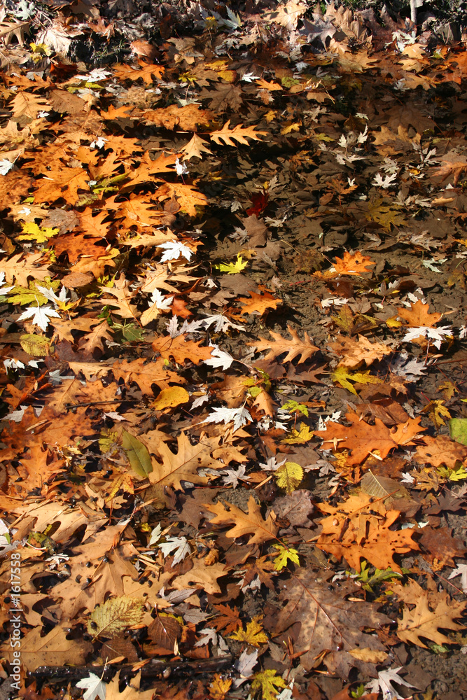 autumn leaves floating