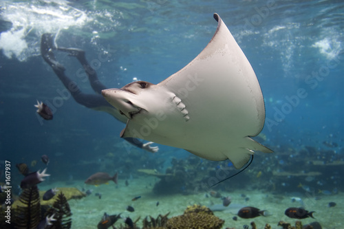 eagleray photo