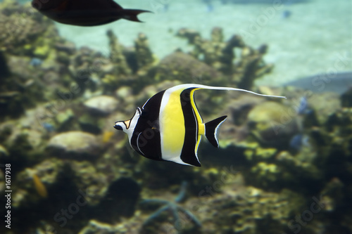 gill