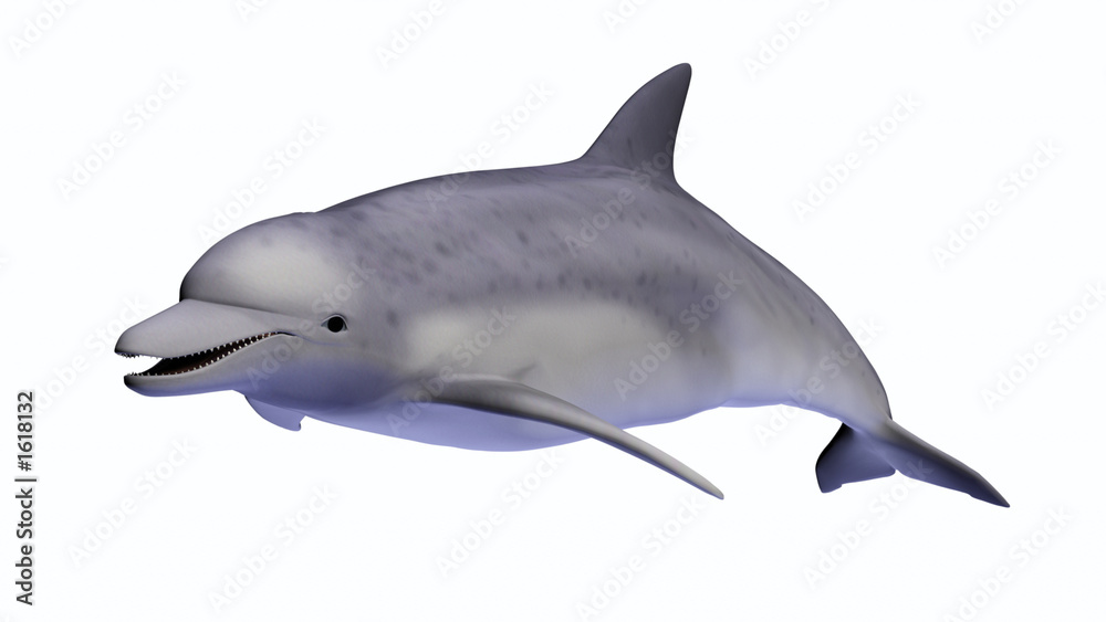 dolphin on white dolphin on white